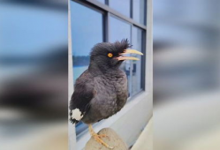 八哥说话视频,视频揭秘其妙语连珠的瞬间